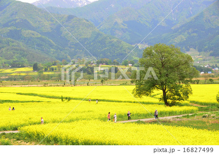 菜の花畑 長野県 の写真素材