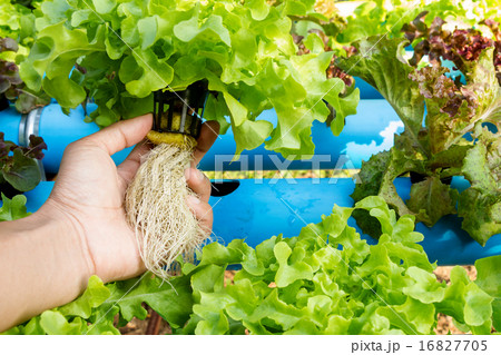Hydroponic vegetable in farm. Lettuce in hand. 16827705