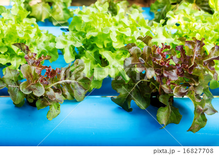 Hydroponic vegetable in farm 16827708