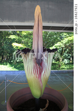 神代植物公園 ショクダイオオコンニャクの花の写真素材