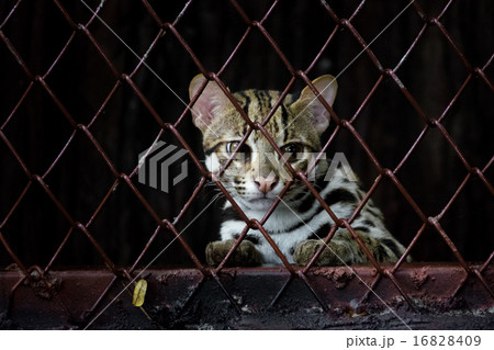 Small leopard behind the grille 16828409