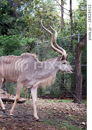 greater kudu standing outdoor greater kudu standing outdoor 16828413