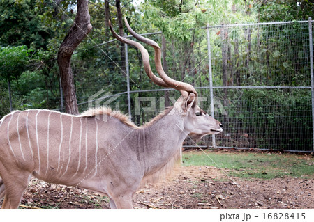 greater kudu standing outdoor greater kudu standing outdoor 16828415