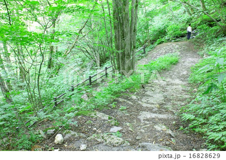 信州長野、夏の深い緑に囲まれた白骨温泉の山中を行く遊歩道 信州長野、夏の深い緑に囲まれた白骨温泉の山中を行く遊歩道 16828629