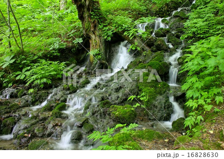 信州長野、白骨温泉近くの山中を静かに流れ落ちる美しい滝 16828630