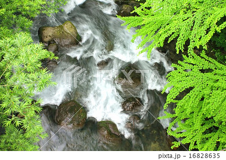 信州の山岳地帯の渓流を覆うように茂った新緑の桂とヤナギ 16828635