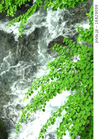 渓流を覆うように茂った新緑の桂 16829099