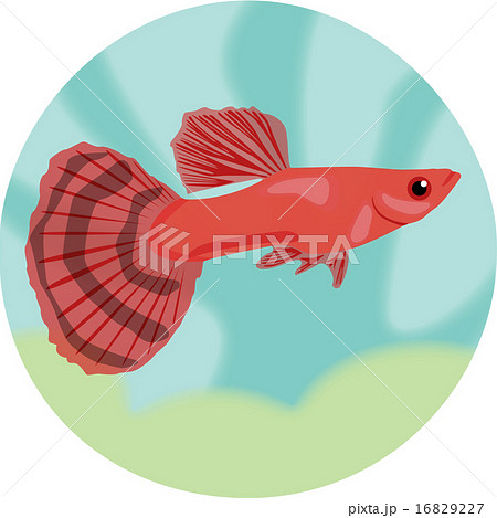 Guppy Highly Detailed Vector Illustration のイラスト素材
