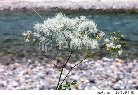 夏の北アルプス上高地、梓川の河原に咲くミヤマカラマツ 夏の北アルプス上高地、梓川の河原に咲くミヤマカラマツ 16829449