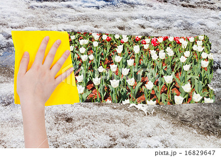 hand deletes old snow by yellow cloth 16829647