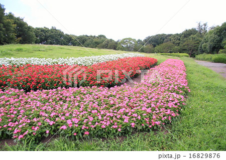 夏の花壇 ニチニチソウの花の写真素材