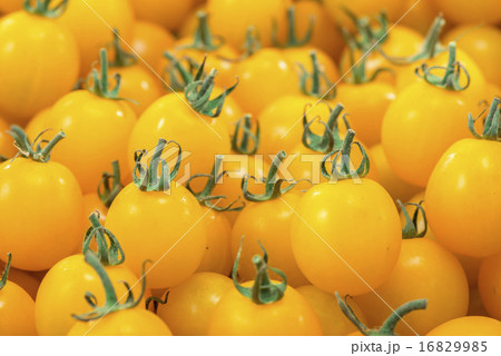 トマト トマト 16829985