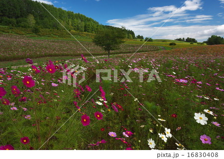 コスモス 16830408