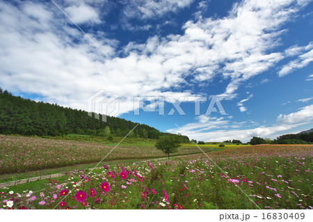 コスモス 16830409