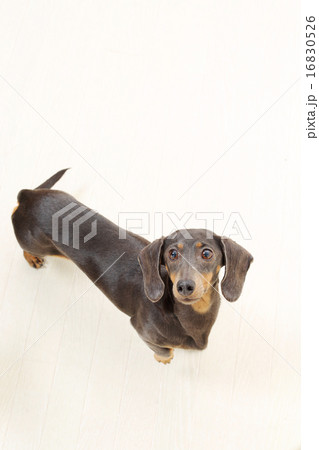 ミニチュアダックス ブラックタン ミニチュアダックス ブラックタン 16830526