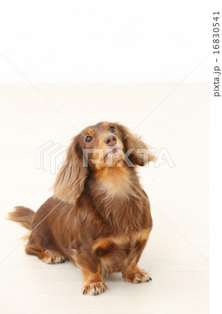 ミニチュアダックス　ロングヘアー 16830541