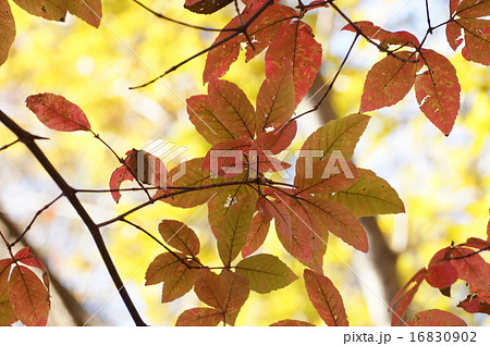 メグスリの木の紅葉 16830902