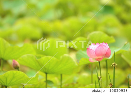 蓮の花 蓮の花 16830933