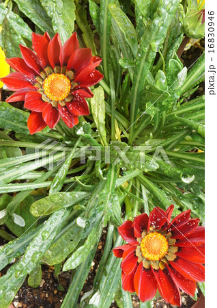 カザニア カザニア 16830946