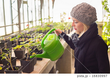 Florists woman working in greenhouse.  16830997