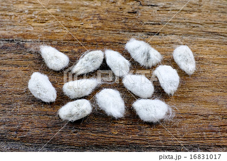 わたの種 16831017