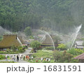 かやぶきの里　一斉放水 16831591