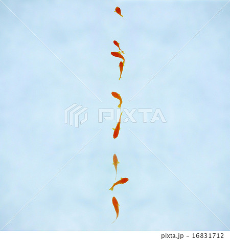 金魚 16831712