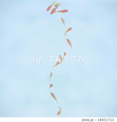 金魚 16831713