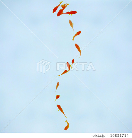 金魚 金魚 16831714