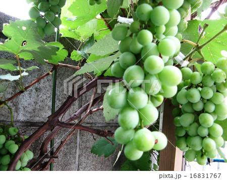 豊作の夏 豊作の夏 16831767