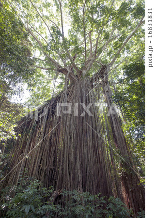 カーテンフィグツリー、オーストラリア-1 16831831