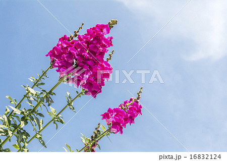 青空の下のピンクのキンギョソウの花 青空の下のピンクのキンギョソウの花 16832124