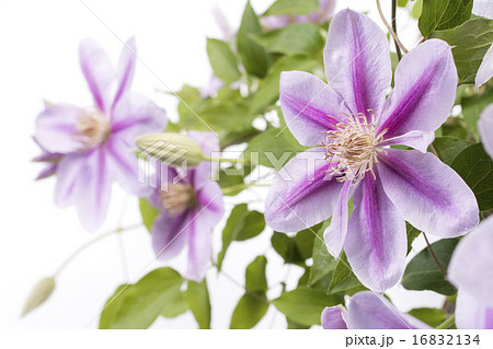 紫色のクレマチスの花のアップ 16832134