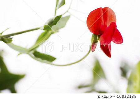 赤いスイートピーの花の写真素材