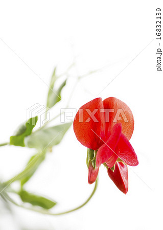 赤いスイートピーの花 16832139