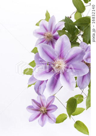 白バックの紫色のクレマチスの花 16832140