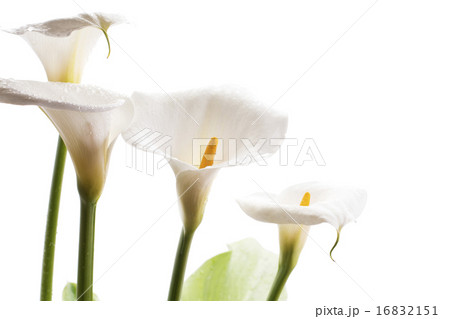 白背景のオランダカイウの花のアップ 16832151
