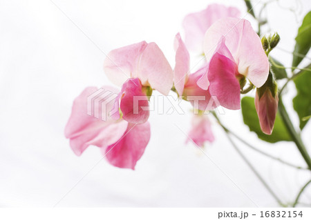 ピンクのスイートピーの花の写真素材