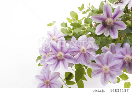 紫色のクレマチスの花 紫色のクレマチスの花 16832157