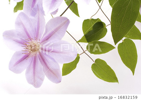 一輪の紫色のクレマチスの花のアップ 16832159