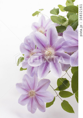 紫色のクレマチスの花のアップ 16832161