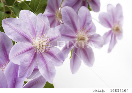 紫色のクレマチスの花のアップ 16832164