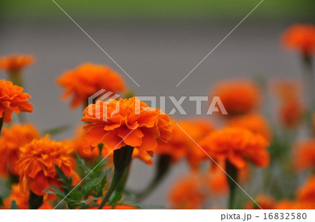 マリーゴールド 16832580