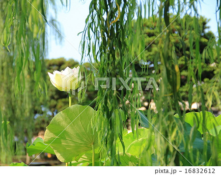 柳の枝と白い蓮 柳の枝と白い蓮 16832612