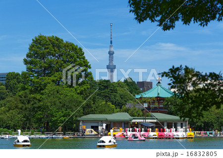 青空が広がる上野の不忍池と東京スカイツリー 青空が広がる上野の不忍池と東京スカイツリー 16832805