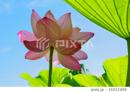 ハスの花に緑の葉 16832806