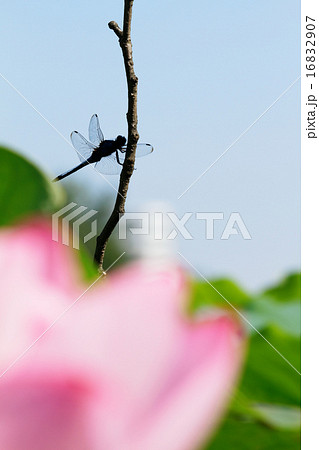 青空が広がる上野の蓮池のハスの花とトンボ 16832907