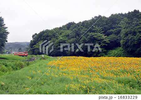 烏山線のヒマワリ 烏山線のヒマワリ 16833229