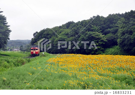 烏山線のヒマワリ 16833231
