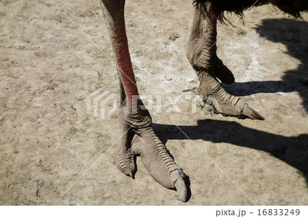ダチョウの足の写真素材 [16833249] - PIXTA